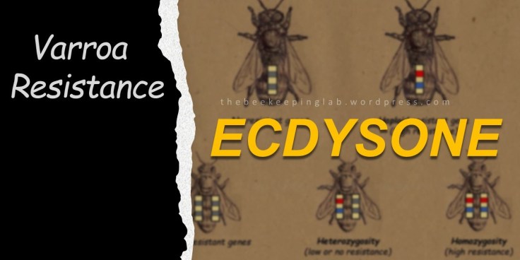 Varroa Mite Resistance:&nbsp;Ecdysone