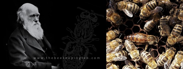 Pseudo-Darwinism in Beekeeping