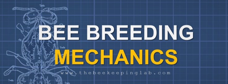 Bee Breeding Mechanics