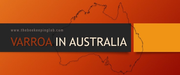 How varroa mite infects&nbsp;Australia
