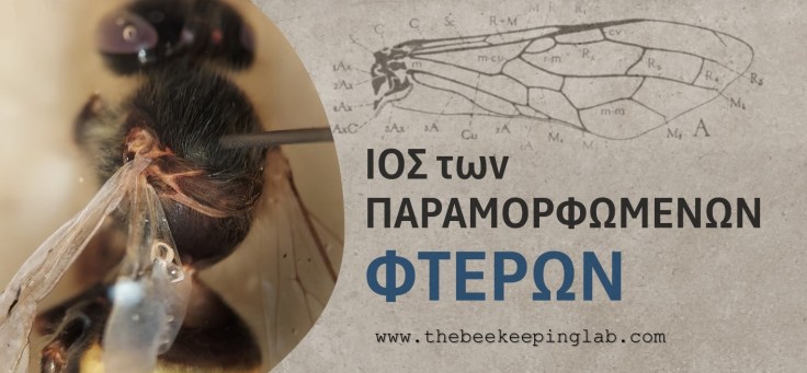 Παθογένεση του Ιού Παραμορφωμένων&nbsp;Φτερών