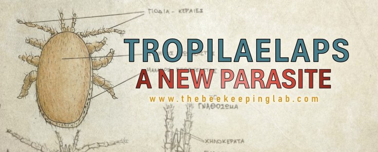 Tropilaelaps: A New Parasite