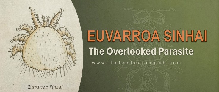 Euvarroa sinhai: Risks to&nbsp;Apiculture