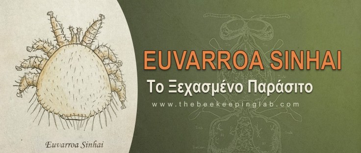 Euvarroa Sinhai