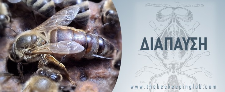 Η Διάπαυση και ο Ρόλος&nbsp;της