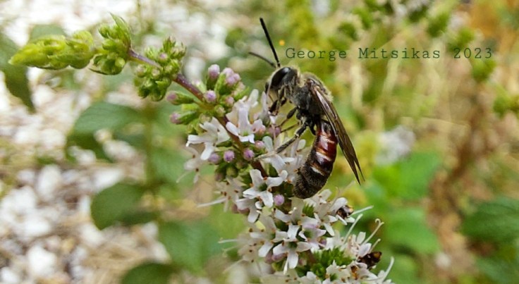 Εθνικό Σχέδιο για τους Επικονιαστές –&nbsp;Αντιπρόταση